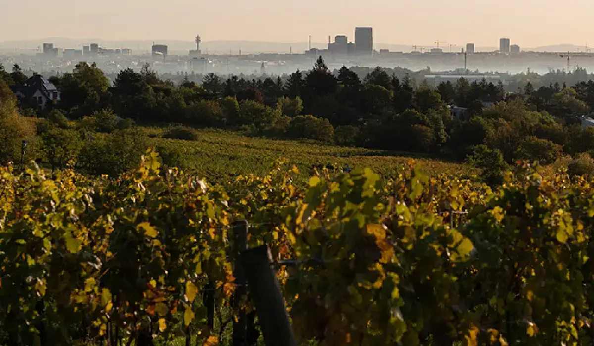 Naturvin fra Østrig: Zahel laver biodynamiske vine!