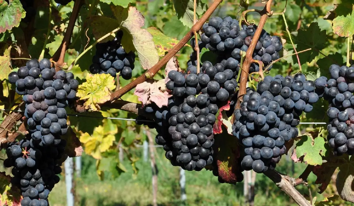 Barbera - Druen med noter af kirsebær - frisk og med høj syre!