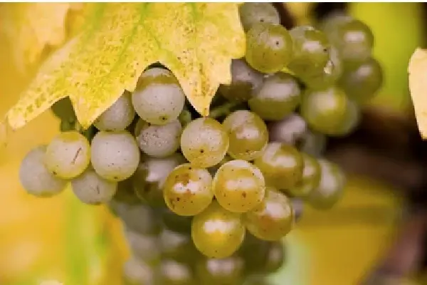 Petit manseng og gros manseng er fyldige druer!